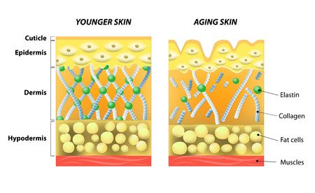 diagrams of the skin and how COMCIT WORKS